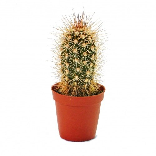 Exotenherz - Pachycereus pringley - kleine Pflanze im 5,5cm Topf