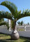 Tropica ? Flasche Palm (Flaschenpalme) ? 3 Samen ? Palmen