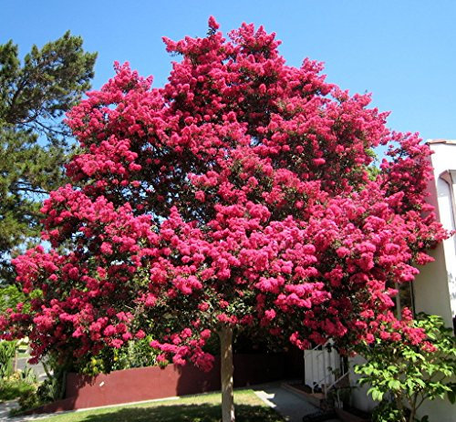 Kreppmyrte, Lagerstroemia Indica, Baum 50 Samen