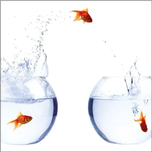 artissimo, Glasbild, 30x30cm, AG8029A, Goldfish II