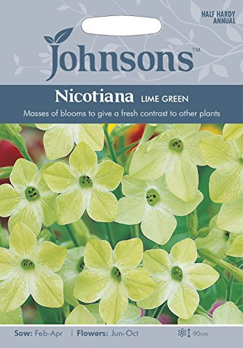 Johnsons 23893 Flower Seeds, Nicotiana Lime Green