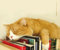 Brillenputztuch Schlafende Katze auf Büchern