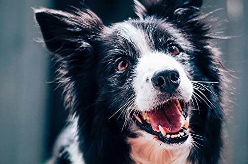 Tackenberg Balance-Fit – Gesunder Barf Flockenmix für Hunde (& Allergiker), 4 x 1000 g
