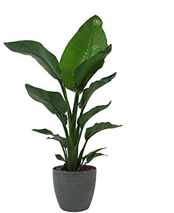KENTIS - Strelitzia Nicolai - Oiseau de Paradis - Vraies Plantes d'Intérieur - Hauteur 75-90 Pot de Ø 19 cm