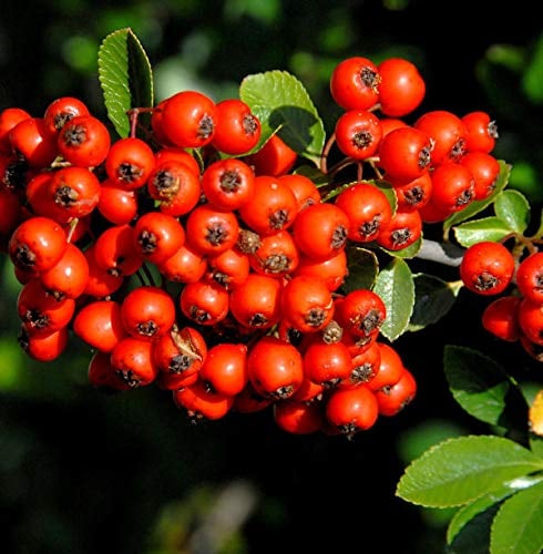 Feuerdorn Red Star 40-60m - Pyracantha