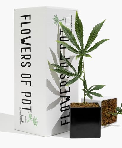 Replik Cannabis Pflanze - Fake Weed Plant for Desk, 420 Accessories und Home Decor Marihuana Plant, Höhe 38.1 cm, Topfgröße 3.7 x 3.9, Gewicht 0.5 kg