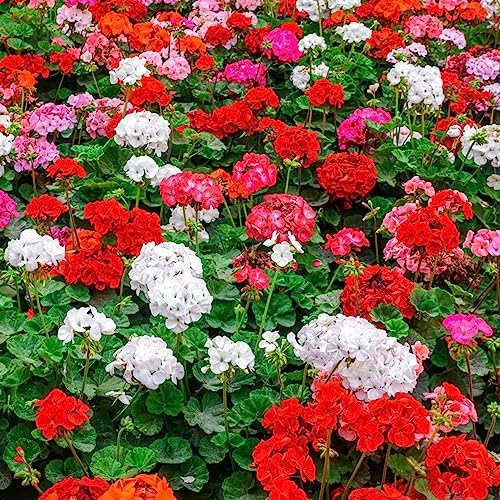 100 pcs geranien blumen samen - exotische zimmerpflanzen bienenfreundliche blumensamen geranie,Pelargonium hortorum, blumenwiese samen pflanzenkübel gartenblumen mehrjährig winterhart
