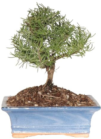 KENTIS - Bonsaï Romarin - Rosmarinus Officinalis - Vraie Bonsaï Ornemental d'Extérieur - Vraies Plantes Aromatiques - H 23-30 cm Pot Ø 19 cm