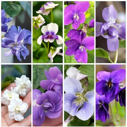 100 Pc Semillas De Violetas Fragantes Resistentes - Semillas De Flores Silvestres, Semillas De Lecho Elevado Semillas De Violetas Fragantes, Semillas Macizos De Flores, Plantas Exóticas