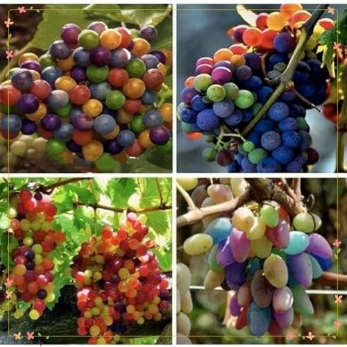 Süße Trauben, bunte Mischung, winterharte, kernlose Premium-Rebsorten – perfekt für die Gartendekoration-1 stück