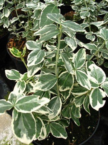 Kriechspindel Euonymus fortunei Gaiety 15 cm hoch Topf 1 VE = 20 Stck. | Immergrün, winterhart & robust – pflegeleicht mit dekorativem Laub
