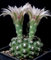 Gymnocalycium colochlorum @ J @ exotischen Sammler Blume seltenen Kaktus Samen 100 Samen