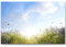 Paul Sinus Art Leinwandbilder | Bilder Leinwand 120x80cm sommerliche Blumenwiese