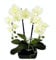 Orchidee im Topf