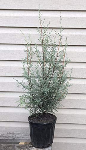 PLAT FIRM GERMINATIONSAMEN: Carolina phire Arizona Zypresse 14inches 1 gal Topf