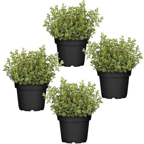 Cuatro Plantas de Orégano - Plantas Premium DECOALIVE - Hierbas Naturales para Huerto Urbano - Plantas Aromáticas