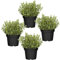 Cuatro Plantas de Orégano - Plantas Premium DECOALIVE - Hierbas Naturales para Huerto Urbano - Plantas Aromáticas