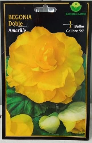 Peyca Bulbo de begonia doble amarillo 1 unidad - Semillas Iluro