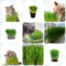 65 pcs katzengras samen blüten kräuterbeet balkon garten pflanzen für balkon pflanzen für draußen saatgut geschenk blumen für balkon bio saatgut zimmerpflanzen samen hochbeet samen