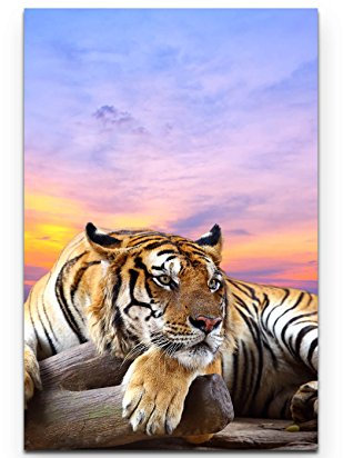 Paul Sinus Art Leinwandbilder | Bilder Leinwand 90x60cm liegender Tiger mit Sonnenuntergang im Hintergrund