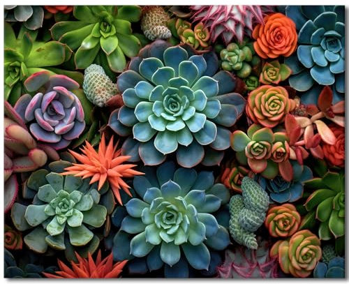 Sukkulente Pflanzen Acryl Einfache Farbe nach Zahlen Kits Farbe nach Zahlen Erwachsene Anfänger Garten Landschaft Handwerk Kits Erwachsene Geeignet Home Wand Dekoration 16x20 Zoll ohne Rahmen