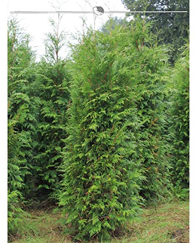 Thuja plicata Atrovirens 140-160 cm. 10 Heckenpflanzen. Sichtschutz Hecke