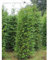 Thuja plicata Atrovirens 140-160 cm. 10 Heckenpflanzen. Sichtschutz Hecke