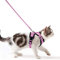 Katzengeschirr mit Leine Ausbruchsicher Katzenleine Set Verstellbar weich Kätzchenweste mit Reflektierenden Streifen Brustgeschirr für kleine Kitten (Rosa, XXS)