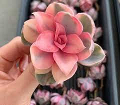 New 10pcs echeveria semi di piante succulente rosa