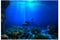 Garosa Aquarium Hintergrund Poster Effekt Klebstoff Seaworld Poster Aquarium Hintergründe Wallpaper(61 * 30cm)