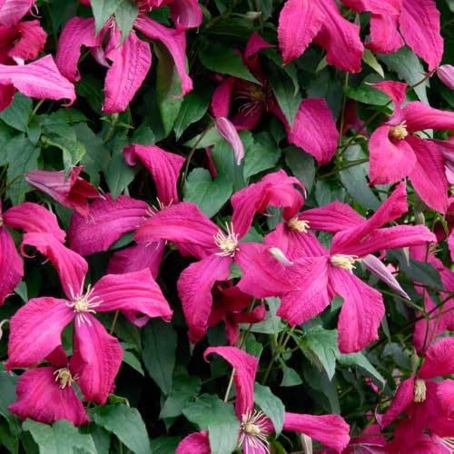 YouGarden Mid Season Clematis 'Madame Julia Correvon', 1 x 9cm Pot, Ready to Plant, Award Winning Plant Variety, Deciduous Climber, Summer Flowering