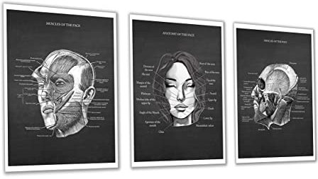 Gnosis Picture Archive Anatomie-Diagramm der Gesichtsmuskeln Set von 3 Kunst ungerahmt Drucke Arzt Klinik Büro Wanddekoration