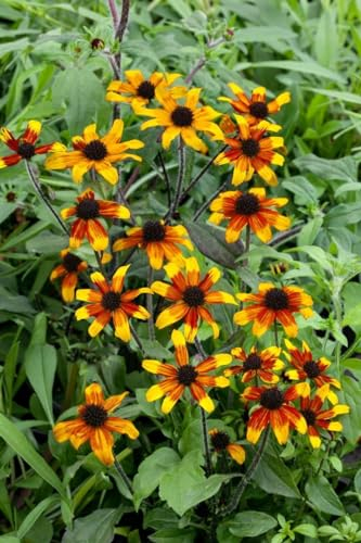 Rudbeckia triloba 'Prairie Glow' ca. 9x9 cm Topf - Dreilappiger Sonnenhut, leuchtend orange-gelbe Blüten, Blütezeit Spätsommer, ideal für Rabatten, bienenfreundlich