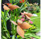 3er Set Gartenstecker Sonnenhut Metall Rost Gartendeko Edelrost Rankstab Beetstecker Topfstecker Naturrost (Schmetterlinge)
