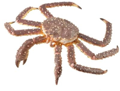 Collecta - Königliche Krabbe (88851), M