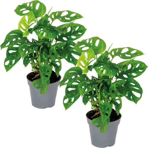 2x Monstera adansonii 'Monkey Leaf' - Costilla de Adán - Plantas Naturales Interior - Purificador de Aire - ⌀12 cm - 20-25 cm