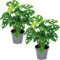 2x Monstera adansonii 'Monkey Leaf' - Costilla de Adán - Plantas Naturales Interior - Purificador de Aire - ⌀12 cm - 20-25 cm