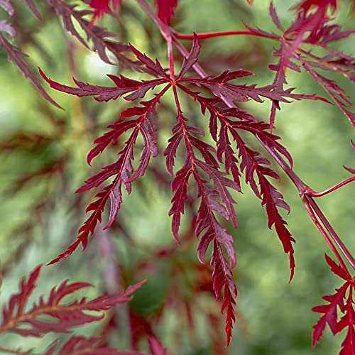 YouGarden Japanese Acer palmatum 'Dissectum Garnet', Established Plant in 3L Pot, Red Purple Foliage Plant for The Garden or Pots