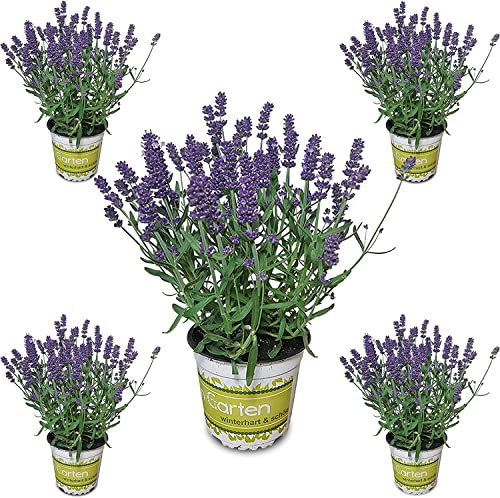 Lavandas | Pack de 5 Plantas Naturales | DECOALIVE | Flores de Temporada | Plantas de Lavanda