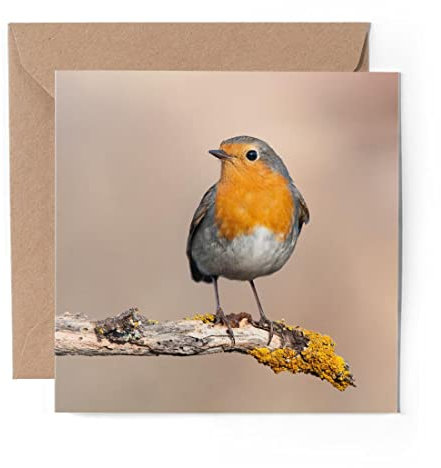 1 x Grußkarte (Fotoeinlage) Geburtstagskarte – Roter Rotkehlchen Vogel Garten niedlich – blanko Geburtstagsfeier Jahrestag #2062