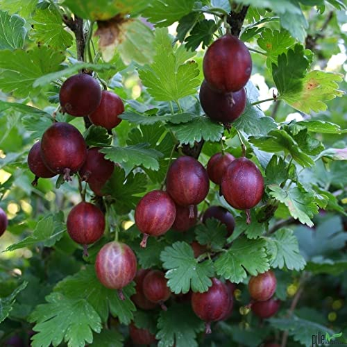 Stachelbeere Hinnonmäki rot große süße Früchte platzfest Busch