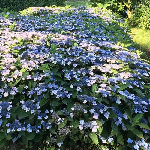 YouGarden - Hydrangea serrata Magic Pillow Three Established Plants in 9cm Pots