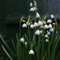 4 pcs Märzenbecher Zwiebeln Kaufen nachhaltige geschenke, pflanzen deko Leucojum vernum frühlingsblumen geschenke für gartenfreunde frühlingsblüher zwiebeln balkonpflanzen deko wohnzimmer