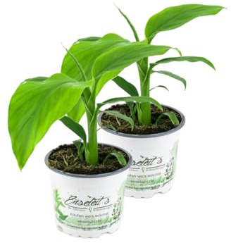 2er Set Banane Winterhart, Musa basjoo im 12 bis 15 cm Topf