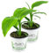 2er Set Banane Winterhart, Musa basjoo im 12 bis 15 cm Topf