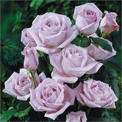 Climbing Blue Moon Rose 5 Seeds!rare!beautiful! by HG