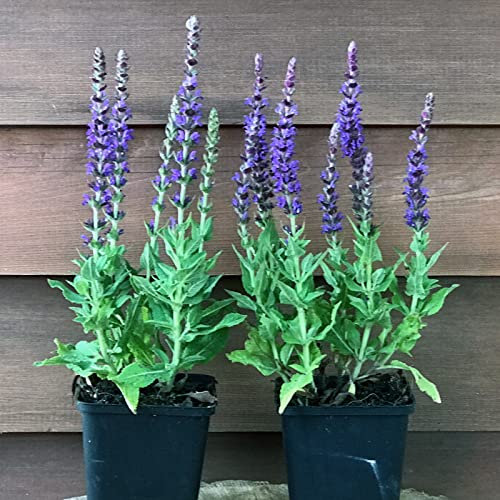 90 Stück Salvia nemorosa von Intragarten blauer Salbei Bodendecker im Topf