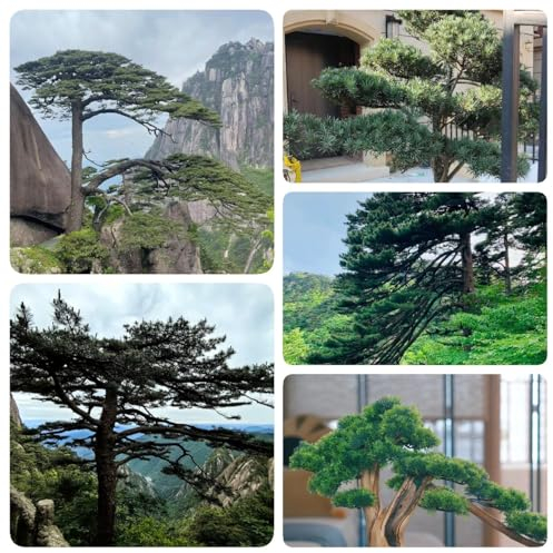 30 Pcs Zwergkiefer Winterhart Samen - Bonsaibaum, Pflanzen Züchten Minigarten, Bonsai Baum Echt Zimmerpflanzen Echt Samen Balkonpflanzen, Bonsai Tree Bonsai Tree Bäume Pflanzen Bonsai