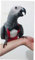 Zonfer Handmade Vogel Kleidung Parrot Windel Serviette Klage-Kleidung Gentle Classy Parrot Kleidung Für Kleine Papageien Cockatiel