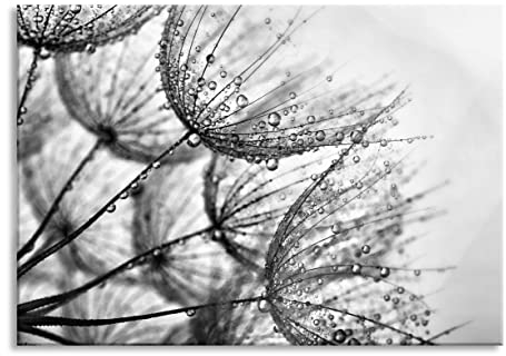 Pixxprint Glasbild, Wandbild aus Echtglas, Tropfen bedeckte Pusteblumen, 80x60 cm, inkl. Aufhängung und Abstandshalter